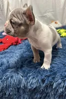 Chloe, a female French Bulldog for sale in Sturgis, MI – Photo 5 of 8