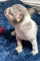 Chloe, a female French Bulldog for sale in Sturgis, MI – Photo 7 of 8