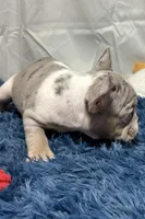 Chloe, a female French Bulldog for sale in Sturgis, MI – Photo 2 of 8