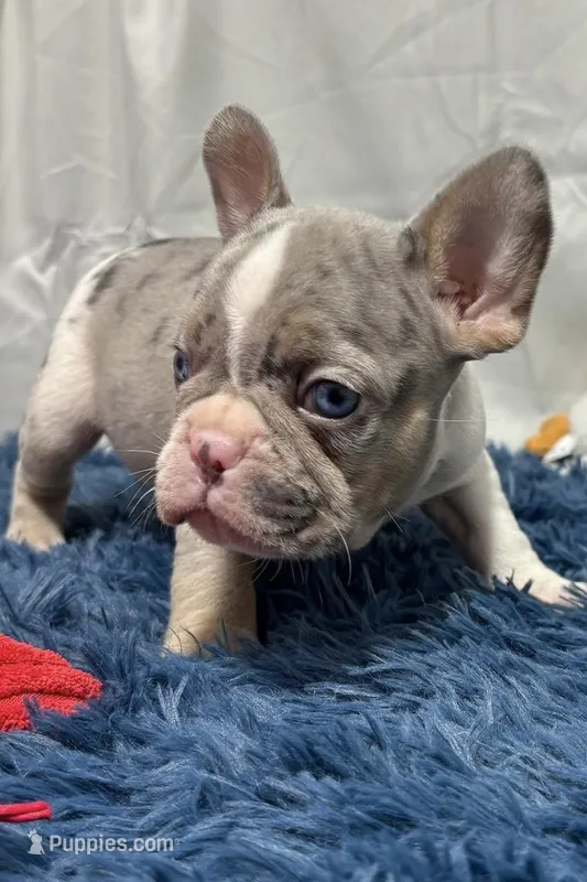 Chloe – French Bulldog puppy for sale in Sturgis, MI