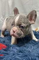 Chloe, a female French Bulldog for sale in Sturgis, MI – Photo 1 of 8