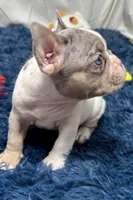 Chloe, a female French Bulldog for sale in Sturgis, MI – Photo 6 of 8