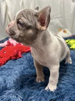 Chloe, a female French Bulldog for sale in Sturgis, MI – Photo 4 of 8