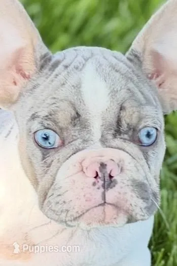 Chloe – French Bulldog puppy on hold in Sturgis, MI