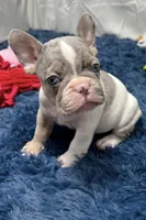 Chloe, a female French Bulldog for sale in Sturgis, MI – Photo 8 of 8