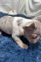 Chloe, a female French Bulldog for sale in Sturgis, MI – Photo 3 of 8