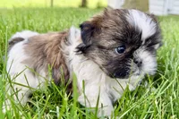 Violet, a female Shih Tzu for sale in Sturgis, MI – 10 of 10