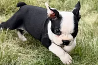 Nyla, a female Boston Terrier for sale in Sturgis, MI – 4 of 10