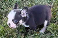 Clark, a male French Bulldog for sale in Sturgis, MI – 10 of 10