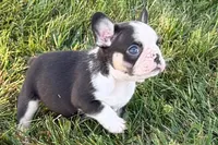 Clark, a male French Bulldog for sale in Sturgis, MI – 7 of 10