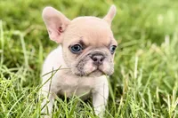 Juniper, a female French Bulldog for sale in Sturgis, MI – 6 of 9