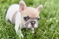 Juniper, a female French Bulldog for sale in Sturgis, MI – 5 of 9