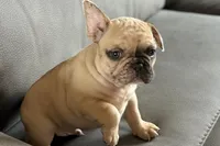 Spike, a male French Bulldog for sale in Sturgis, MI – Photo 4 of 10