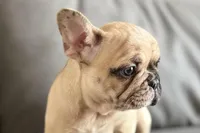 Spike, a male French Bulldog for sale in Sturgis, MI – Photo 3 of 10