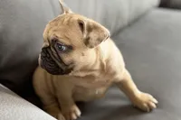 Spike, a male French Bulldog for sale in Sturgis, MI – Photo 5 of 10