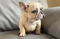 Spike, a male French Bulldog for sale in Sturgis, MI – Photo 7 of 10