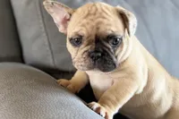 Spike, a male French Bulldog for sale in Sturgis, MI – Photo 6 of 10