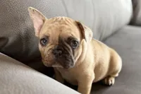 Spike, a male French Bulldog for sale in Sturgis, MI – Photo 8 of 10