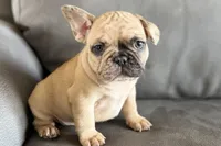 Spike, a male French Bulldog for sale in Sturgis, MI – Photo 1 of 10