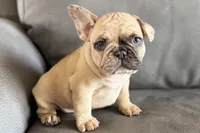 Spike, a male French Bulldog for sale in Sturgis, MI – Photo 9 of 10