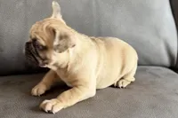 Spike, a male French Bulldog for sale in Sturgis, MI – Photo 10 of 10