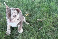 Albert, a  French Bulldog for sale in Sturgis, MI – 10 of 10
