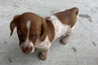 Martha , a female Dachshund for sale in Sturgis, MI – 2 of 6