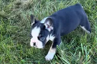 Cookie, a female French Bulldog for sale in Sturgis, MI – 6 of 10