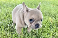 Flutter, a female French Bulldog for sale in Sturgis, MI – 4 of 10