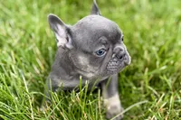 Kenzie, a female French Bulldog for sale in Sturgis, MI – 5 of 10