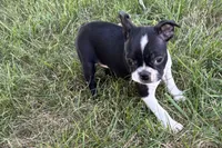 Daisy, a female Boston Terrier for sale in Sturgis, MI – 8 of 8