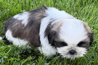 Guy, a male Shih Tzu for sale in Sturgis, MI – 6 of 10