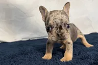 Fern, a female French Bulldog for sale in Sturgis, MI – 8 of 9