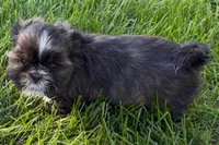 Gina, a female Shih Tzu for sale in Sturgis, MI – 5 of 10