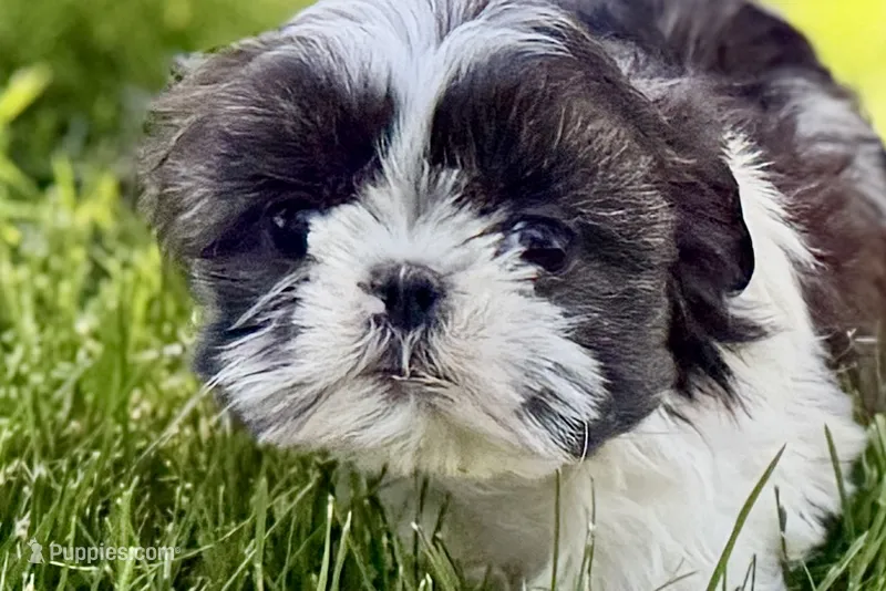 Vada – Shih Tzu puppy for sale in Sturgis, MI