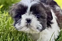 Vada, a female Shih Tzu for sale in Sturgis, MI – 1 of 10