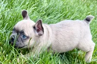 Knox, a male French Bulldog for sale in Sturgis, MI – 4 of 10