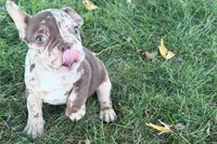 Albert, a  French Bulldog for sale in Sturgis, MI – 6 of 10