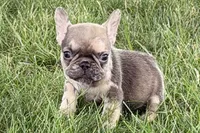 April, a female French Bulldog for sale in Sturgis, MI – 2 of 9