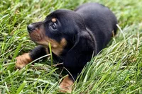 Winston, a male Dachshund for sale in Sturgis, MI – 10 of 10