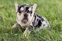 Abby, a female French Bulldog for sale in Sturgis, MI – 4 of 9