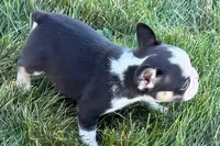 Clark, a male French Bulldog for sale in Sturgis, MI – 8 of 10
