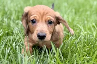 Puck, a male Dachshund for sale in Sturgis, MI – Photo 6 of 10