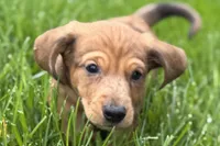 Puck, a male Dachshund for sale in Sturgis, MI – Photo 2 of 10