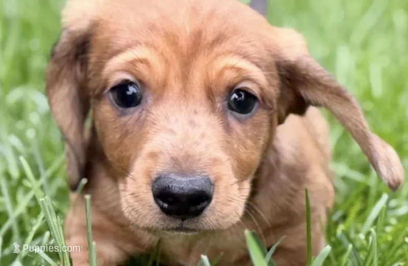 Puck – Dachshund puppy for sale in Sturgis, MI