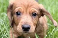 Puck, a male Dachshund for sale in Sturgis, MI – Photo 1 of 10