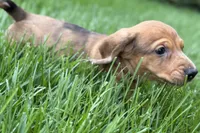 Puck, a male Dachshund for sale in Sturgis, MI – Photo 10 of 10