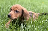 Puck, a male Dachshund for sale in Sturgis, MI – Photo 7 of 10