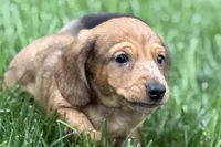 Puck, a male Dachshund for sale in Sturgis, MI – Photo 3 of 10