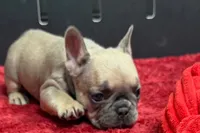 Wendy, a female French Bulldog for sale in Sturgis, MI – 2 of 10